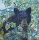 Bear in Hawthorn Tree
